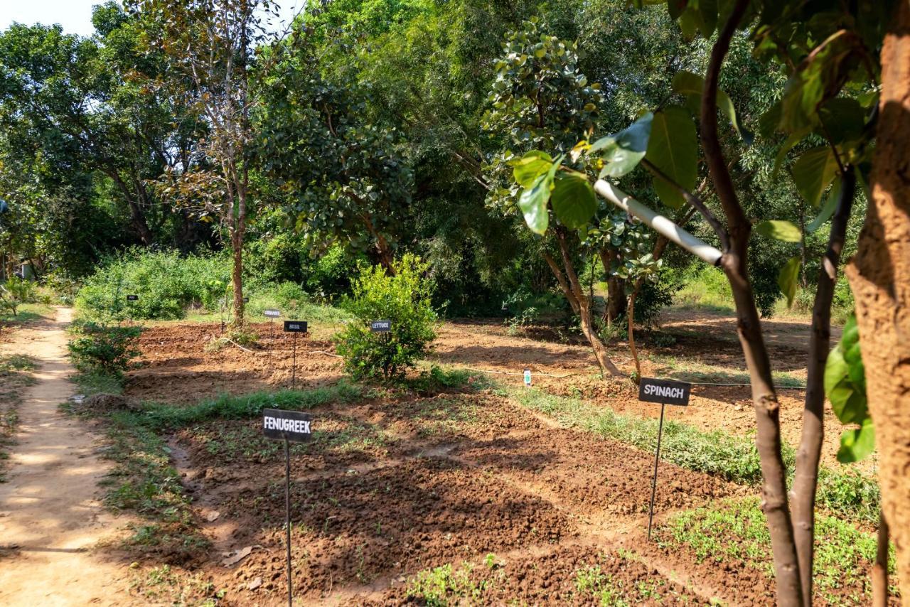 Kanha Jungle Camp Luaran gambar